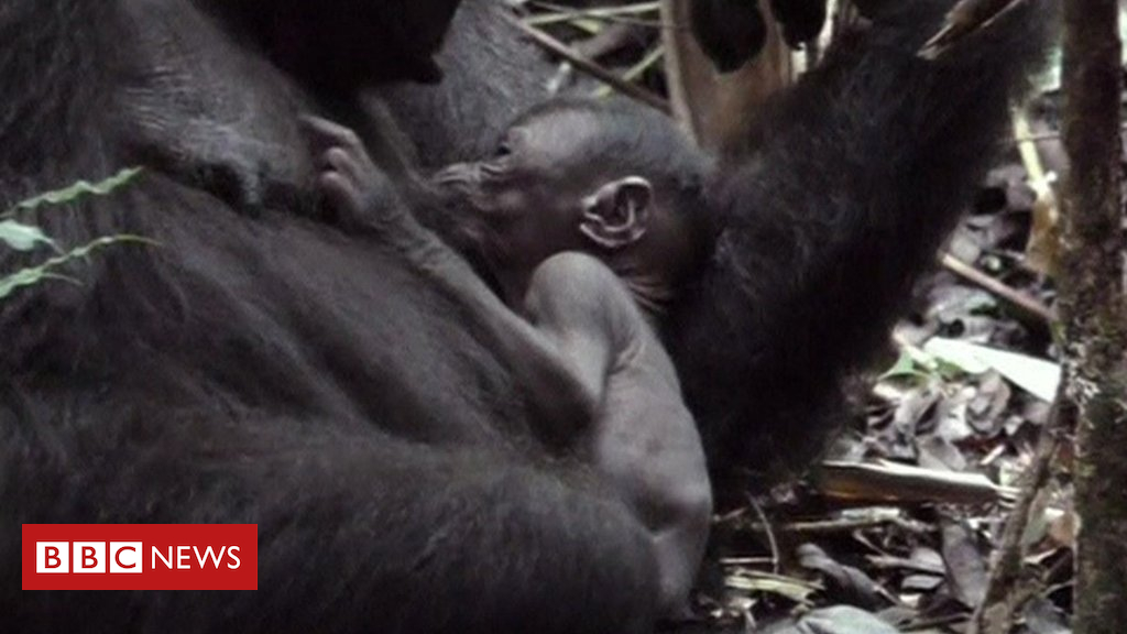 Week-old baby western lowland gorilla in Congo