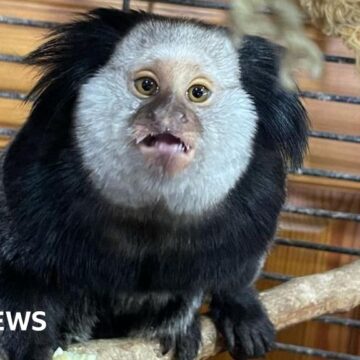 Monkey found in woman's conservatory gets new home