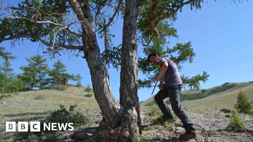 Last summer hottest in 2,000 years, ancient trees reveal