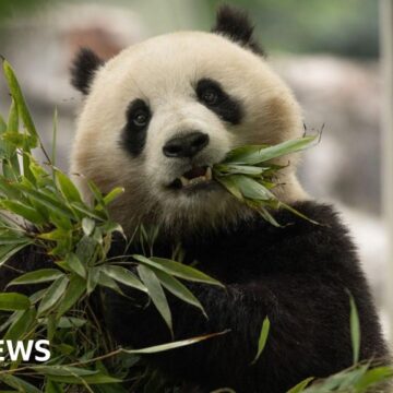 DC zoo to receive a new pair of giant pandas from China