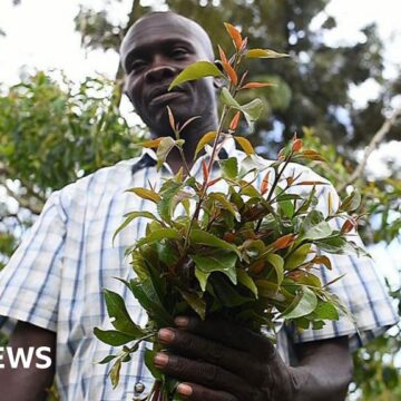 President Ruto reverses contentious stimulant ban