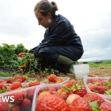 UK farms must grow more fruit and veg for food security