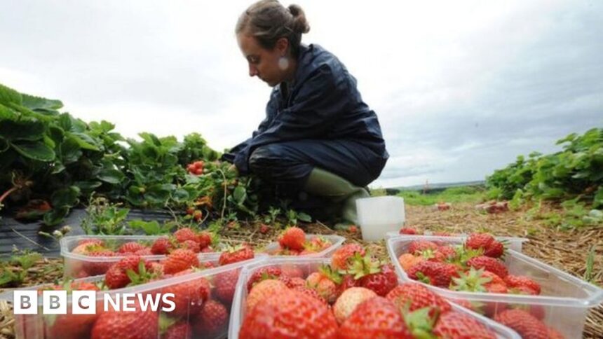 UK farms must grow more fruit and veg for food security
