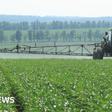 Why firms are racing to produce green ammonia