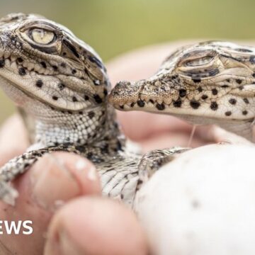 Conservation slowing biodiversity loss, scientists say