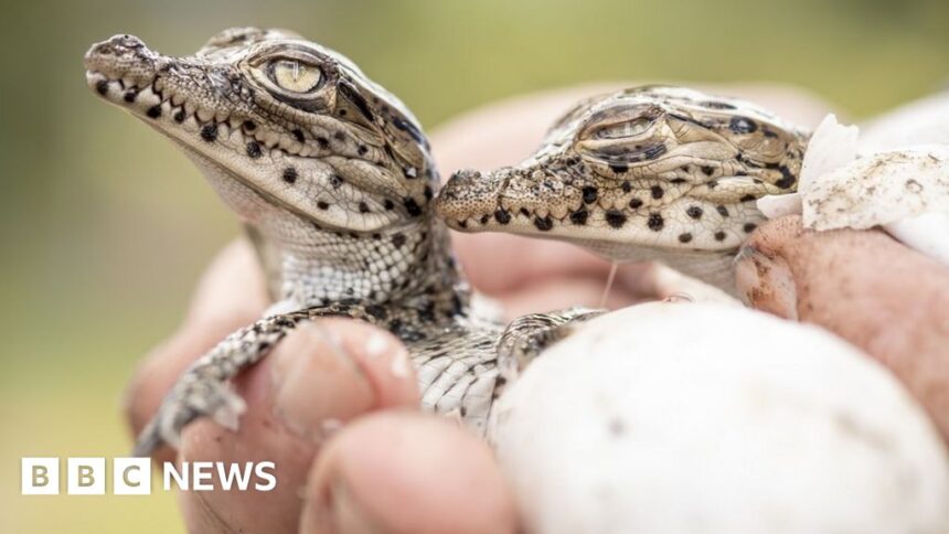 Conservation slowing biodiversity loss, scientists say