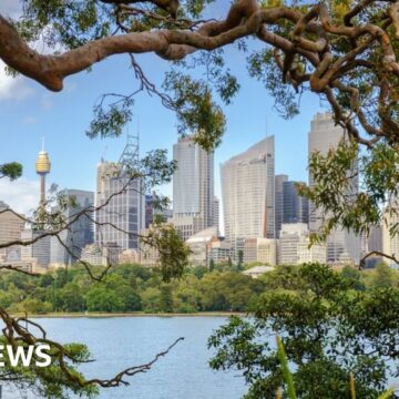 Sydney’s tree wars: Greed and harbour views fuel vandalism