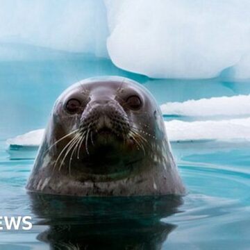 Ozone hole: Why Antarctic wildlife is being ‘sunburnt’