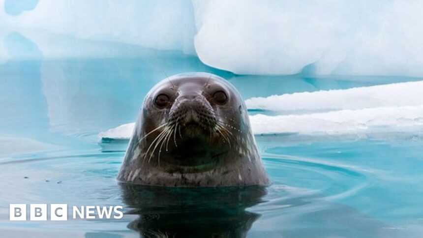 Ozone hole: Why Antarctic wildlife is being ‘sunburnt’