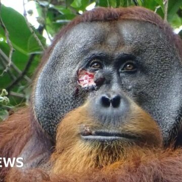 Wild orangutan seen healing his wound with a plant