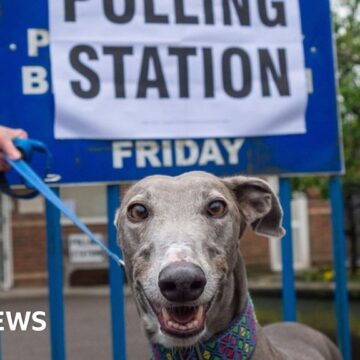 In Pictures: Dogs at polling stations