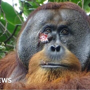 Watch: Wild orangutan treats his own wounds