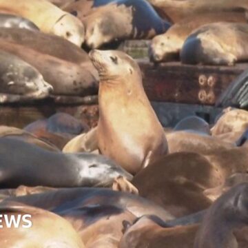 A record number of sea lions gather in San Francisco