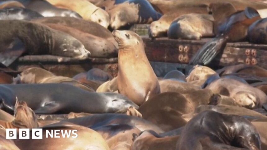 A record number of sea lions gather in San Francisco
