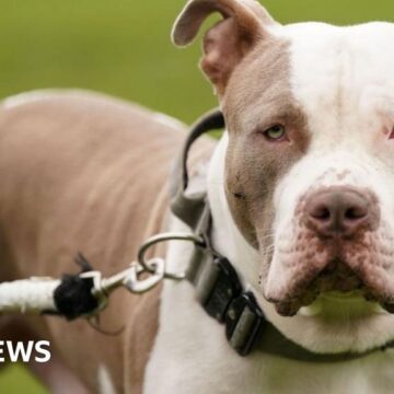 Police seize 22 dogs from illegal XL Bully farm