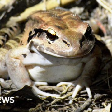 Hope for rare mountain chicken frog thanks to London-born froglets