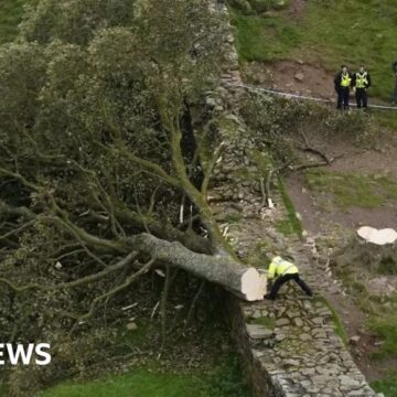 Sycamore Gap: Damage to tree valued at more than £620k