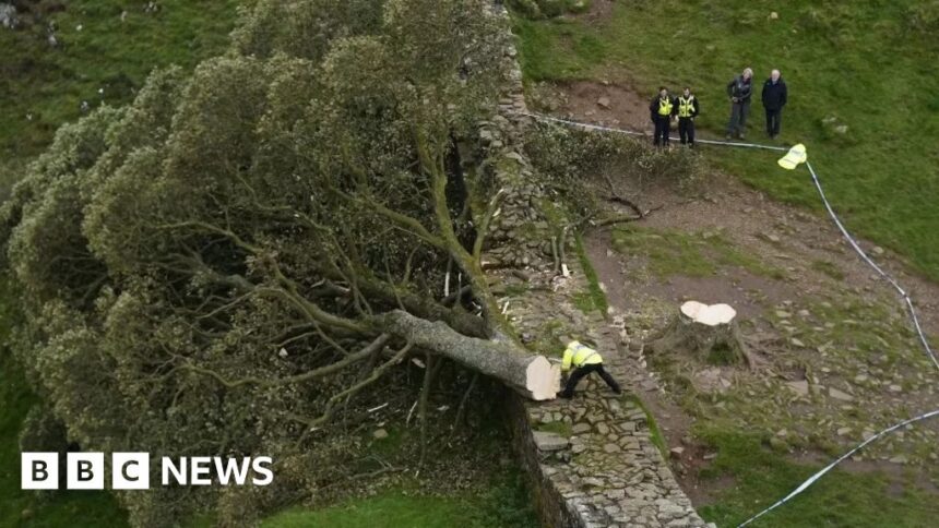 Sycamore Gap: Damage to tree valued at more than £620k