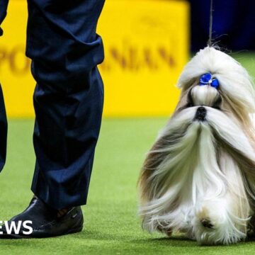 See the furry finalists at the Westminster Dog Show