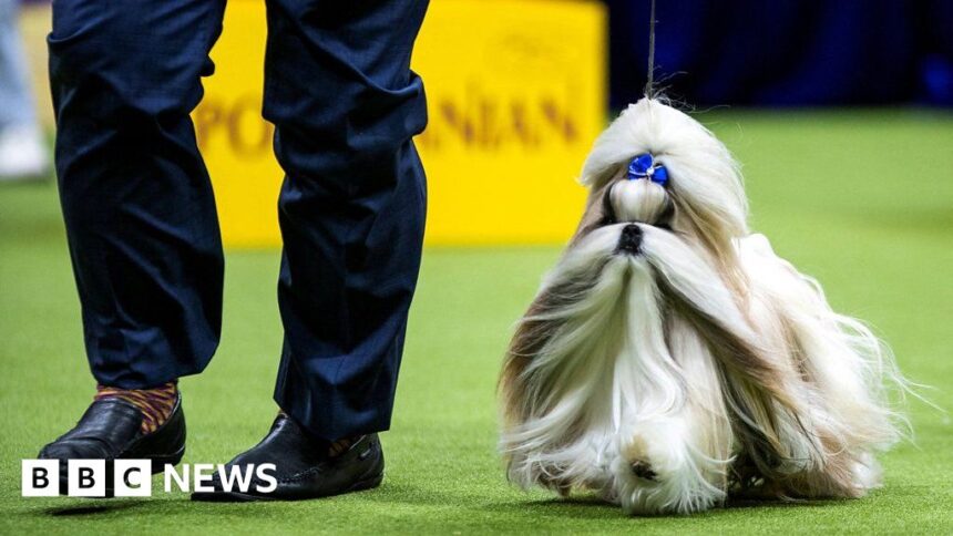 See the furry finalists at the Westminster Dog Show
