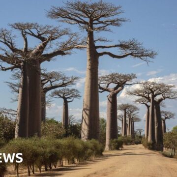 Scientists solve mystery of ancient 'tree of life'