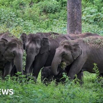 The AI tech helping stop Indian elephant accidents