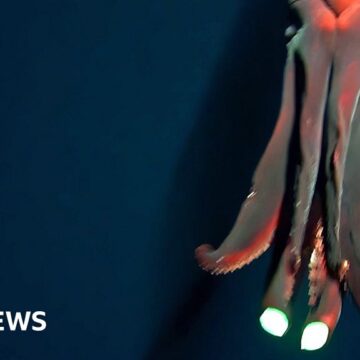 Pacific squid flashes its huge attack ‘headlights’