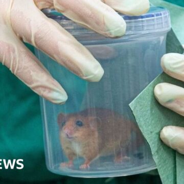 ZSL vets help dormice get ready for release into wild