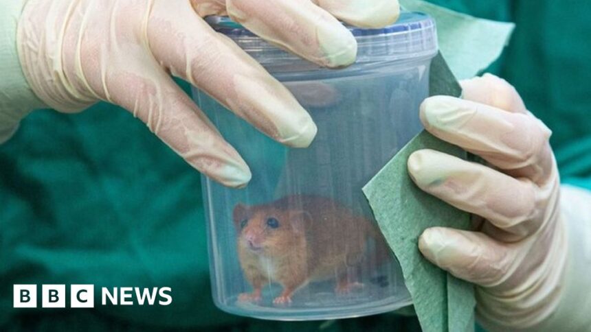 ZSL vets help dormice get ready for release into wild