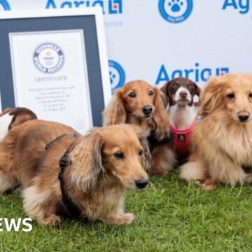 New world record set in London for largest dachshund dog walk