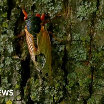 Hear the sound after billions of cicadas emerge in the US