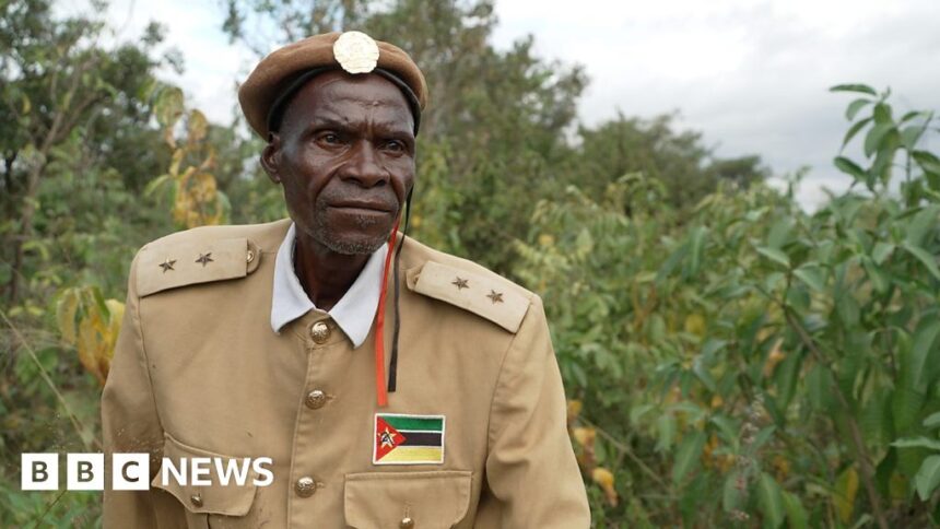 Mozambique tree loss: ‘It’s possible to regain the forest we once had’