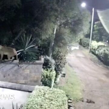 Kenyan lion takes dog from family home, CCTV reveals