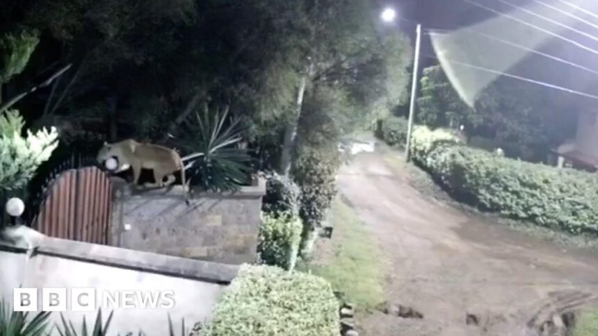 Kenyan lion takes dog from family home, CCTV reveals