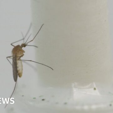 Mosquitoes found all across warming Scotland