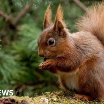 Squirrels may have given medieval Britons leprosy