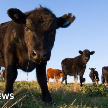 'Mad cow disease' case found on farm in Scotland