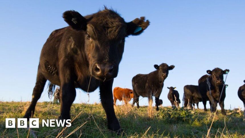 'Mad cow disease' case found on farm in Scotland