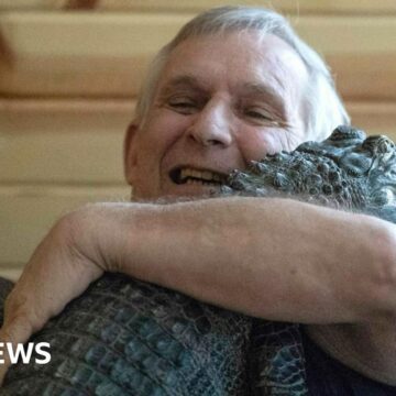 Emotional support alligator taken and released in swamp