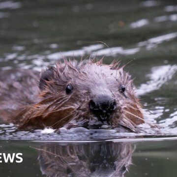 Ealing beavers: Dams, canals – and perhaps babies