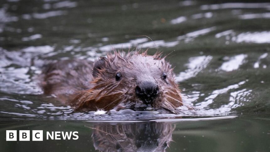Ealing beavers: Dams, canals – and perhaps babies