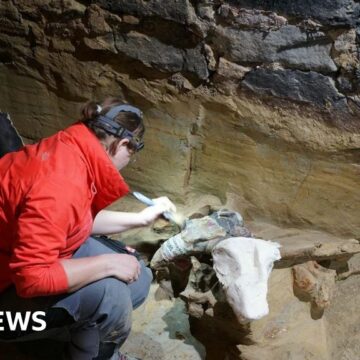 Austrian winemaker finds mammoth bones in wine cellar