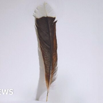 World’s most expensive feather sold in New Zealand auction