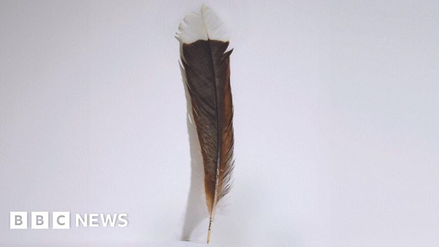 World’s most expensive feather sold in New Zealand auction