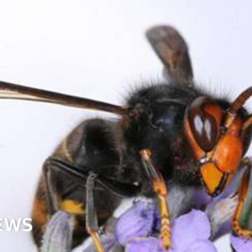 Warning over Asian hornets after record sightings