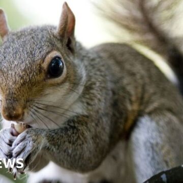 Island fights back invasion by their grey cousins