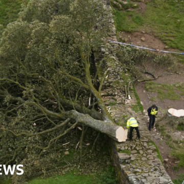 First Sycamore Gap seedling presented to King Charles