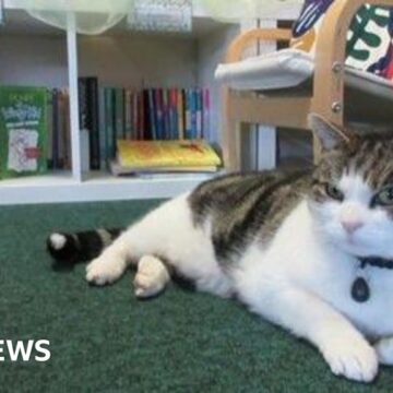 The school cat helping pupils with Sats pressure