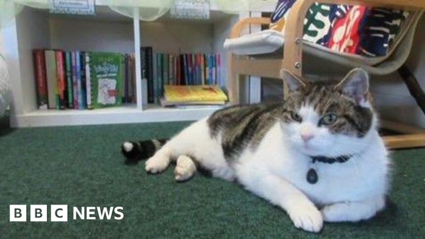 The school cat helping pupils with Sats pressure