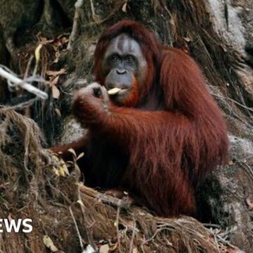 Malaysia offers trade partners 'orangutan diplomacy'